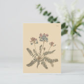 ミルクベッチの植物画 ポストカード (スタンド正面)