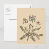 ミルクベッチの植物画 ポストカード (正面/裏面)