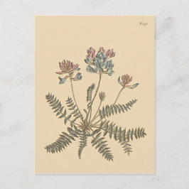 ミルクベッチの植物画 ポストカード