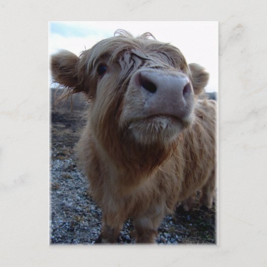 ミルク?! ポストカード (正面)