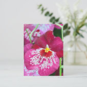 ミルトニアの蘭の花 ポストカード (スタンド正面)