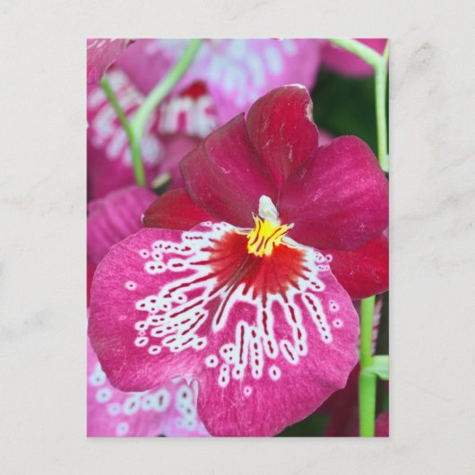 ミルトニアの蘭の花 ポストカード (正面)