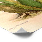 ミルトニアカンジダオーキッド ポスター (角)