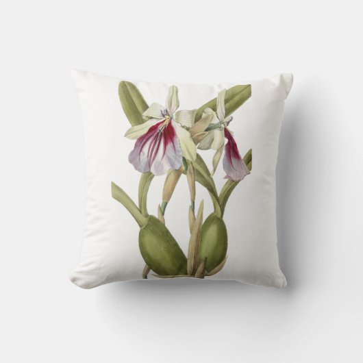 ミルトニアスペクタビリスラン植物装飾用クッション クッション (正面)