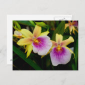 ミルトニア・サンセット ポストカード (正面/裏面)