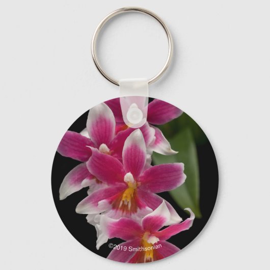 ミルトニオダ桜 キーホルダー (正面)