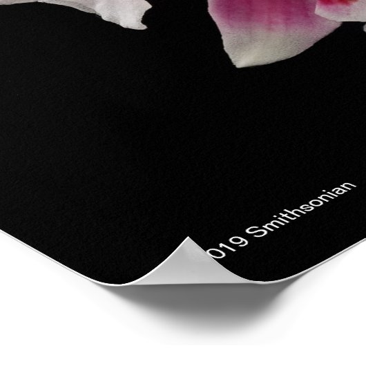 ミルトニオダ桜 ポスター (角)