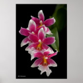 ミルトニオダ桜 ポスター (正面)