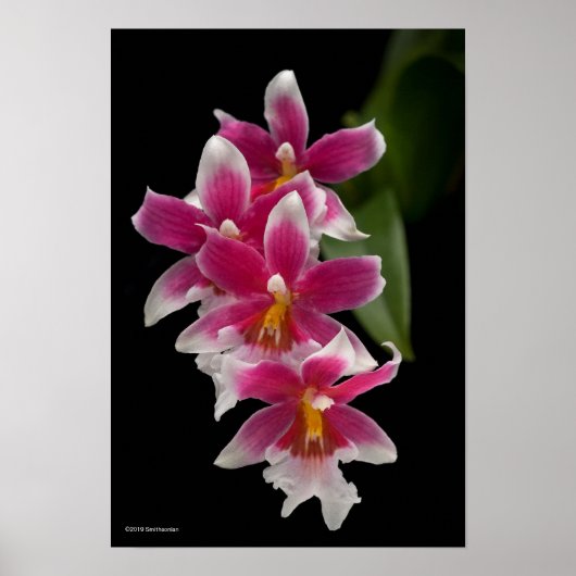 ミルトニオダ桜 ポスター (正面)