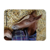 ミルトン月曜日マグネット マグネット (横)