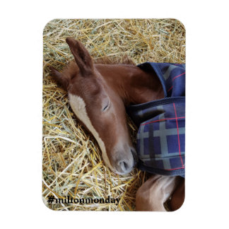 ミルトン月曜日マグネット マグネット