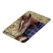 ミルトン月曜日マグネット マグネット (左側)