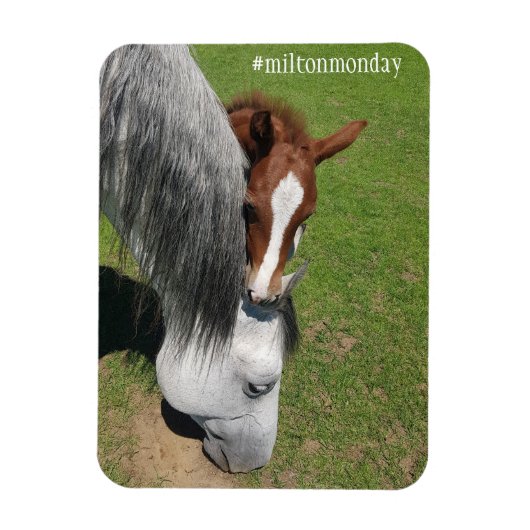ミルトン月曜日マグネット マグネット (縦)