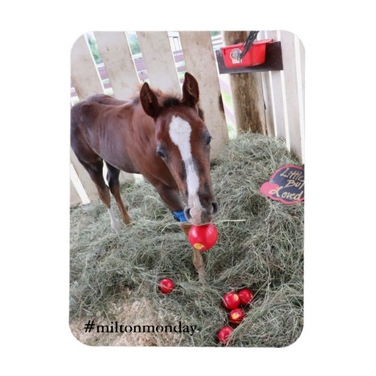 ミルトン月曜日マグネット マグネット (縦)