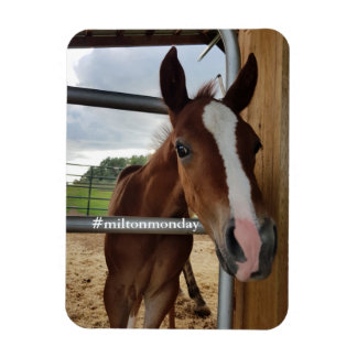 ミルトン月曜日マグネット マグネット