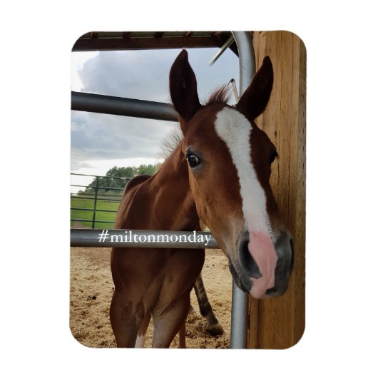 ミルトン月曜日マグネット マグネット (縦)