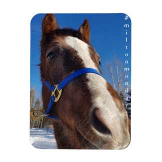 ミルトン月曜日マグネット マグネット