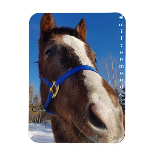 ミルトン月曜日マグネット マグネット (縦)