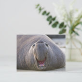 ミロランガ・ナンギストロストリス ポストカード (スタンド正面)