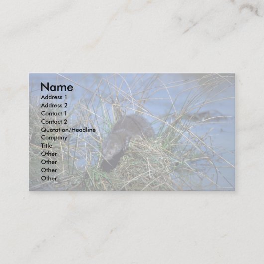 ミンクは沼地の草の茂った牙の上で休息している 名刺 (正面)