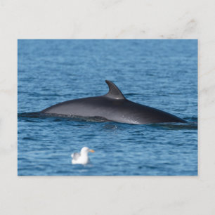 ミンククジラとカモメ自然写真はがき ポストカード