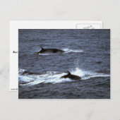 ミンククジラ ポストカード (正面/裏面)