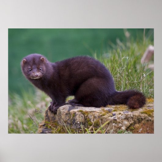 ミンクプリント ポスター (正面)