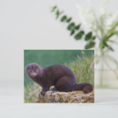 ミンクポストカード ポストカード (スタンド正面)