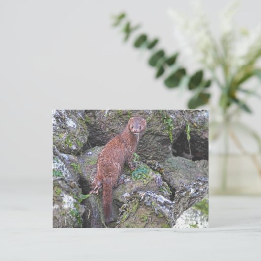 ミンク写真 ポストカード (スタンド正面)