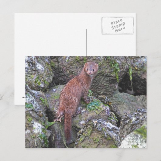 ミンク写真 ポストカード (正面/裏面)