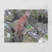 ミンク写真 ポストカード (正面)