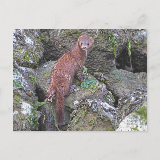 ミンク写真 ポストカード (正面)