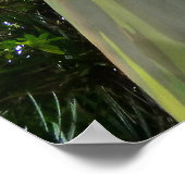 ミンダナオガムツリー ポスター (角)