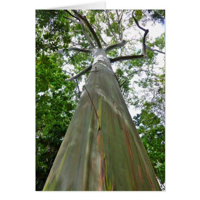 ミンダナオ島のゴムの木 (正面)