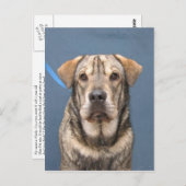 ミンディ ポストカード (正面/裏面)