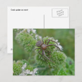ミントはがき上のカニスパイダー ポストカード (正面/裏面)