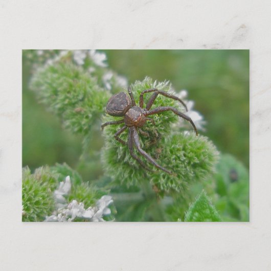 ミントはがき上のカニスパイダー ポストカード (正面)