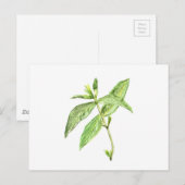 ミントハーブ ポストカード (正面/裏面)