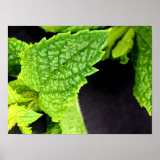 ミントリーフポスター ポスター