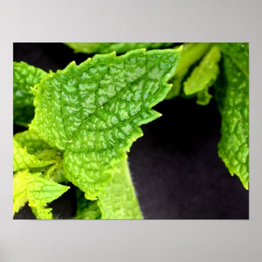 ミントリーフポスター ポスター (正面)