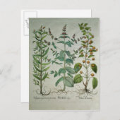 ミント: ハッカのcrispa ポストカード (正面/裏面)