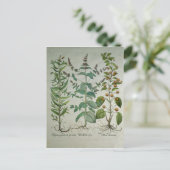 ミント: ハッカのcrispa ポストカード (スタンド正面)