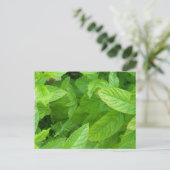 ミント ポストカード (スタンド正面)