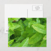 ミント ポストカード (正面/裏面)