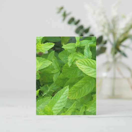 ミント ポストカード (スタンド正面)