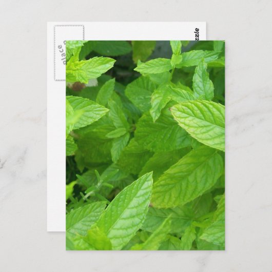 ミント ポストカード (正面/裏面)