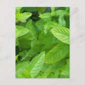ミント ポストカード (正面)