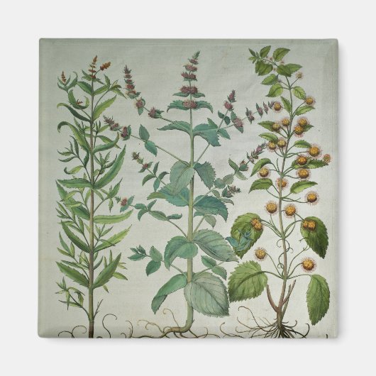 ミント：メンタクリスパホテル マグネット (正面)