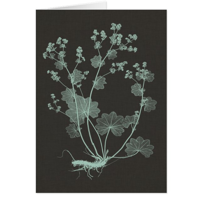 ミント&木炭自然勉強I (正面)