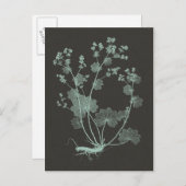 ミント&木炭自然勉強I ポストカード (正面/裏面)